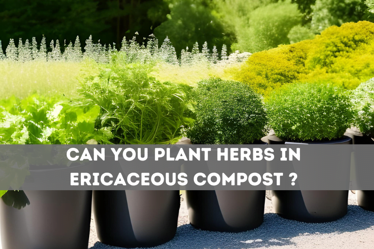 Can You Plant Herbs In Ericaceous Compost: Yes !