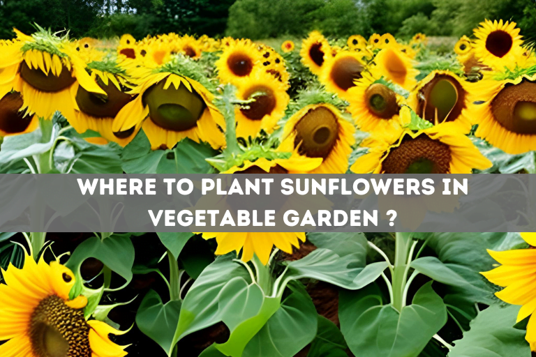 Where to Plant Sunflowers in Vegetable Garden ?