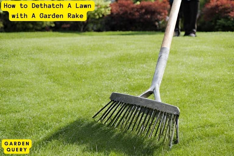 How to Dethatch A Lawn with A Garden Rake