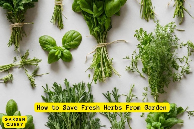 How to Save Fresh Herbs From Garden