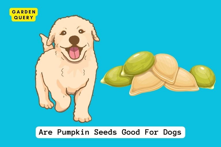Are Pumpkin Seeds Good For Dogs