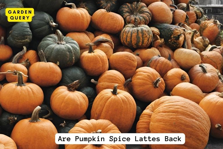 Are Pumpkin Spice Lattes Back
