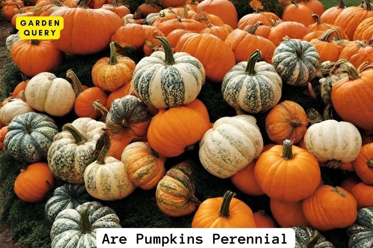 Are Pumpkins Perennial