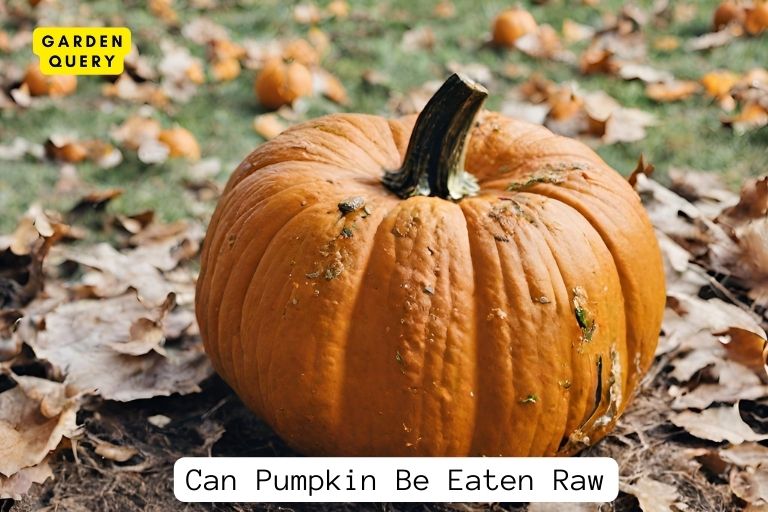 Can Pumpkin Be Eaten Raw