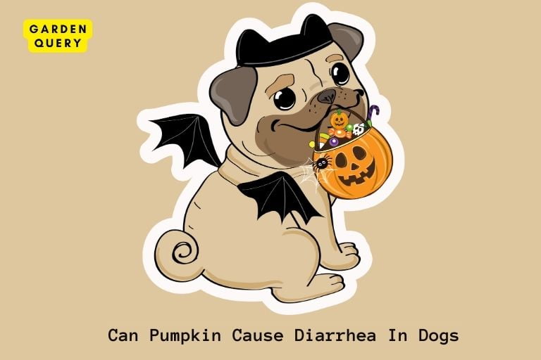 Can Pumpkin Cause Diarrhea In Dogs