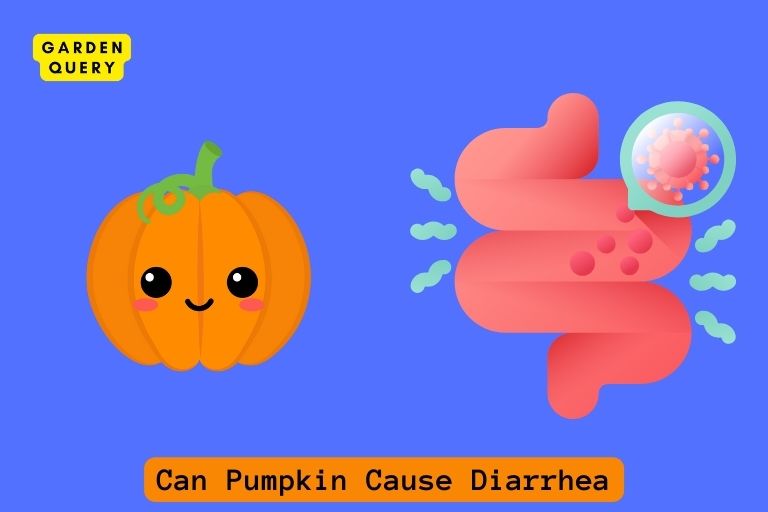 Can Pumpkin Cause Diarrhea