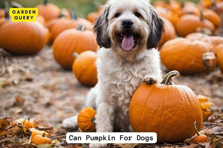 Can Pumpkin For Dogs