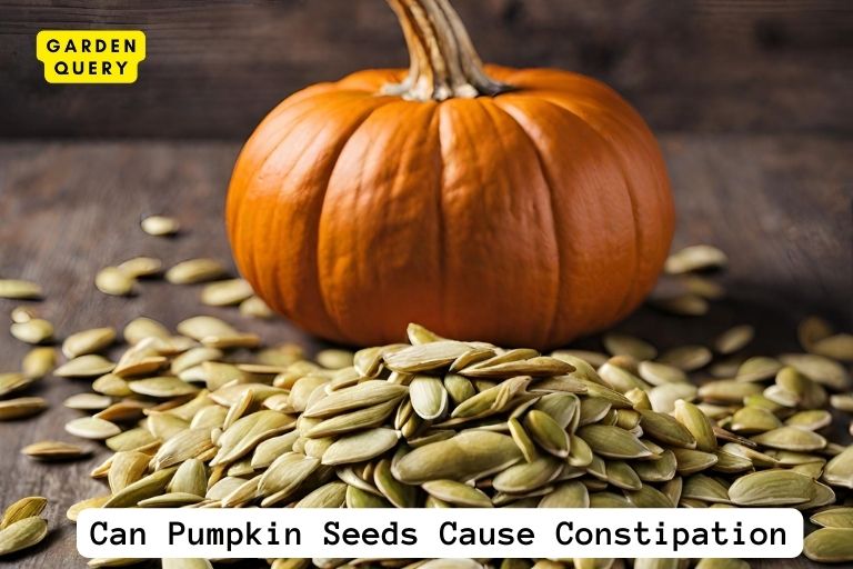 Can Pumpkin Seeds Cause Constipation