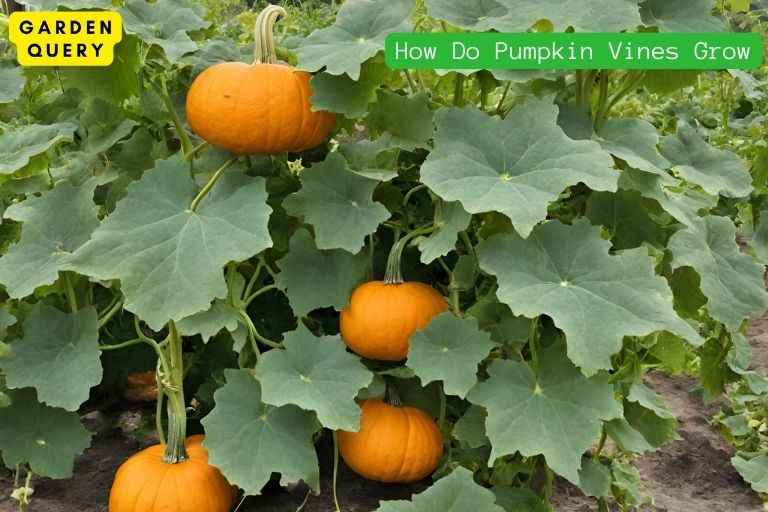 How Do Pumpkin Vines Grow