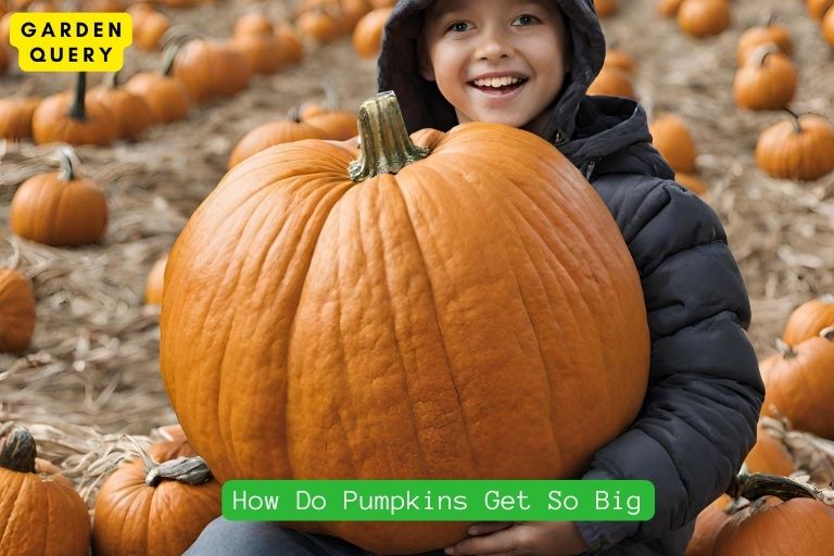 How Do Pumpkins Get So Big