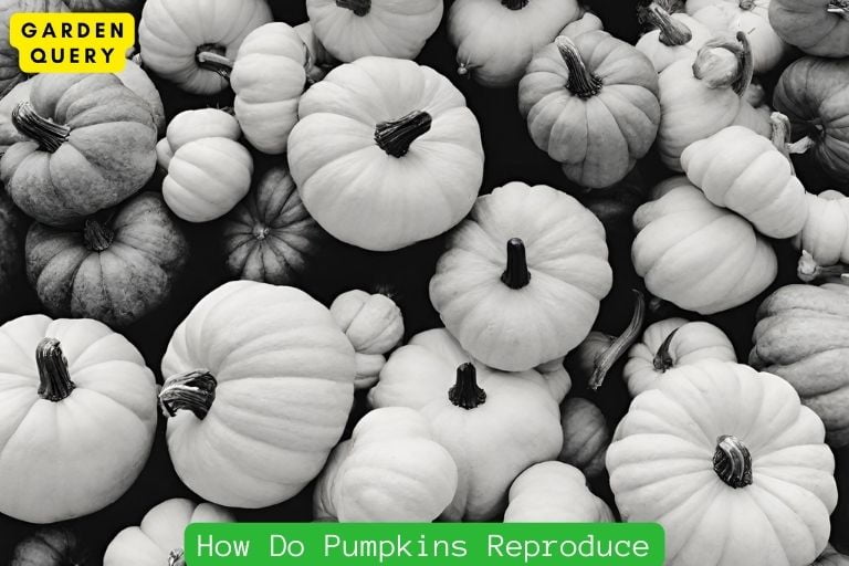 How Do Pumpkins Reproduce