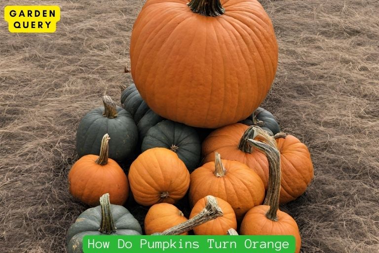 How Do Pumpkins Turn Orange