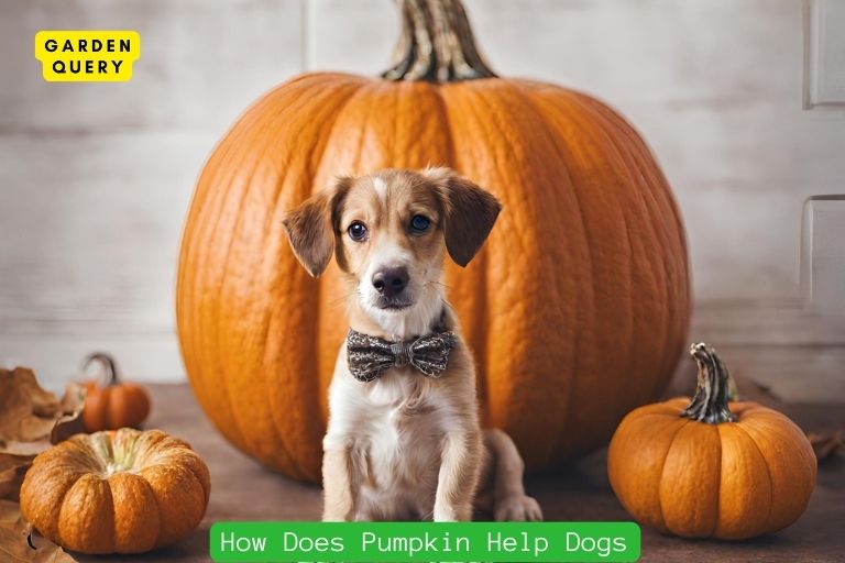How Does Pumpkin Help Dogs