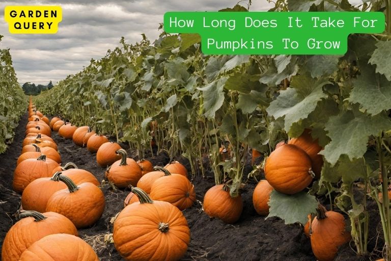 How Long Does It Take For Pumpkins To Grow
