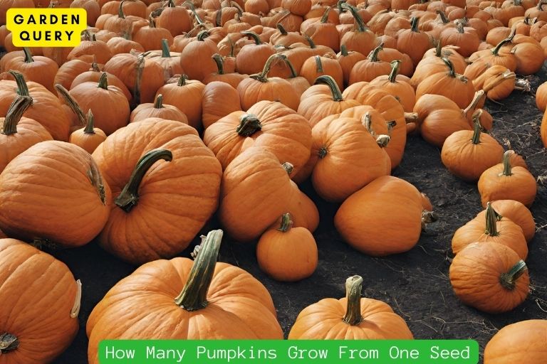 How Many Pumpkins Grow From One Seed
