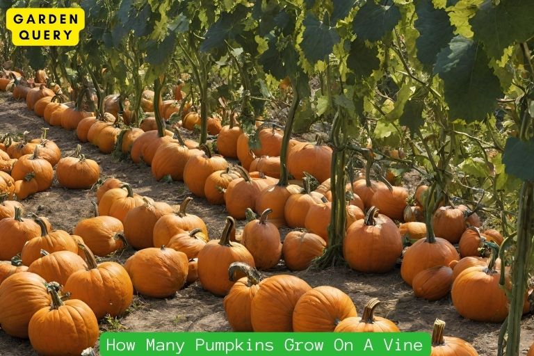 How Many Pumpkins Grow On A Vine