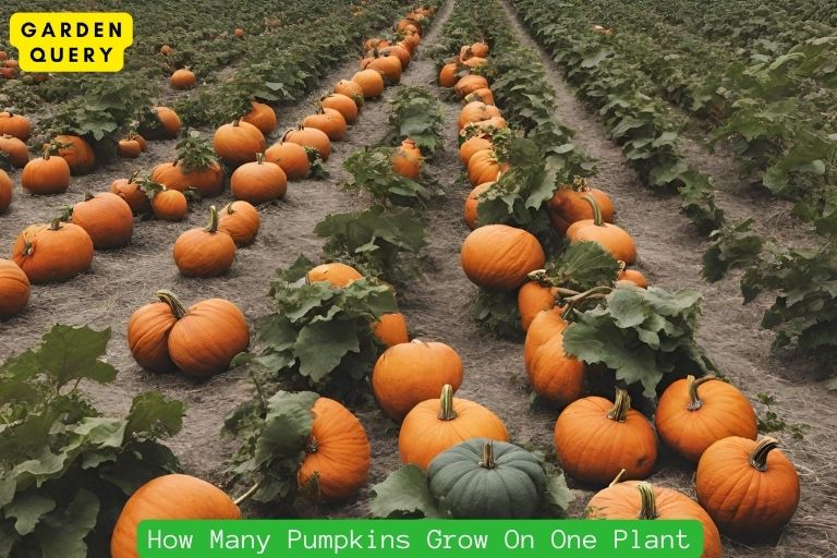 How Many Pumpkins Grow On One Plant