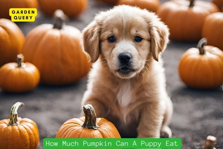How Much Pumpkin Can A Puppy Eat