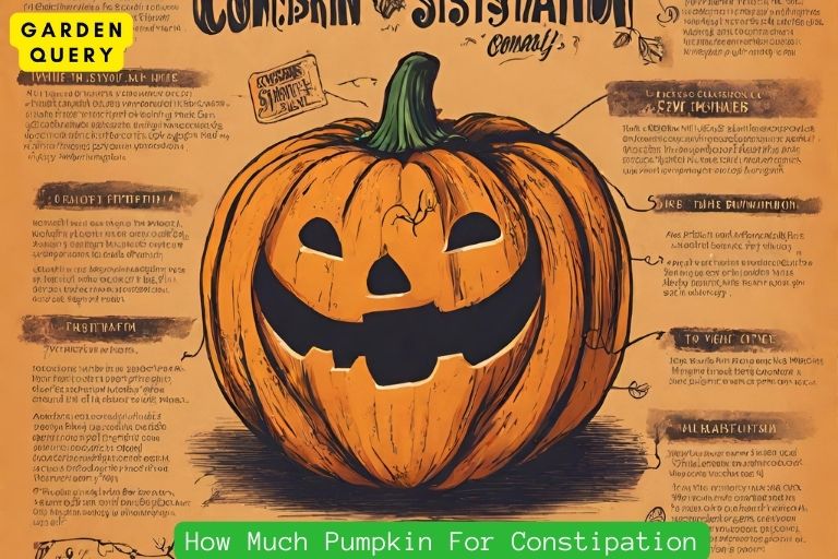 How Much Pumpkin For Constipation