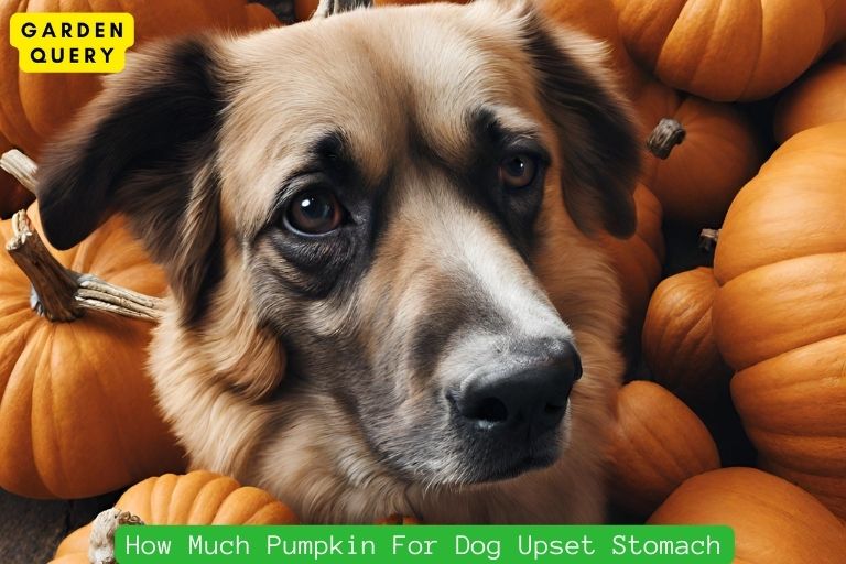How Much Pumpkin For Dog Upset Stomach
