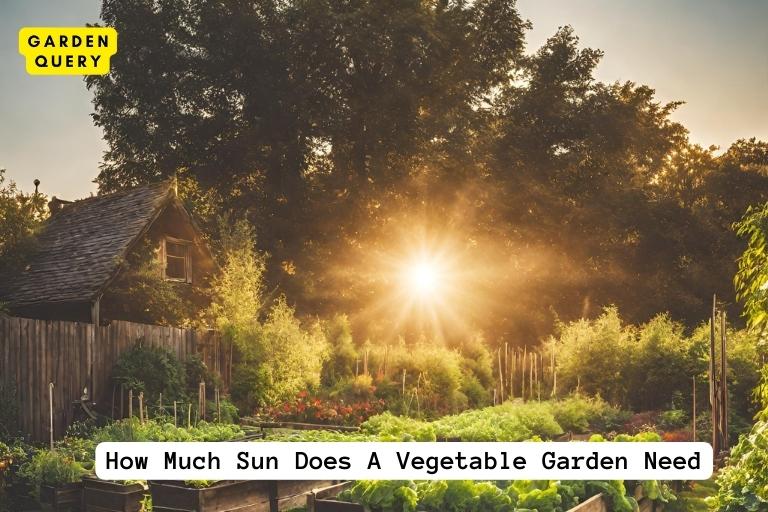 How Much Sun Does A Vegetable Garden Need