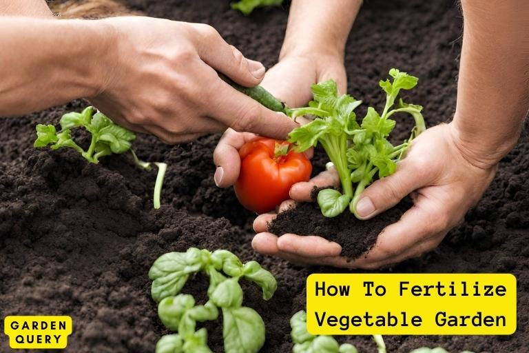 How To Fertilize Vegetable Garden