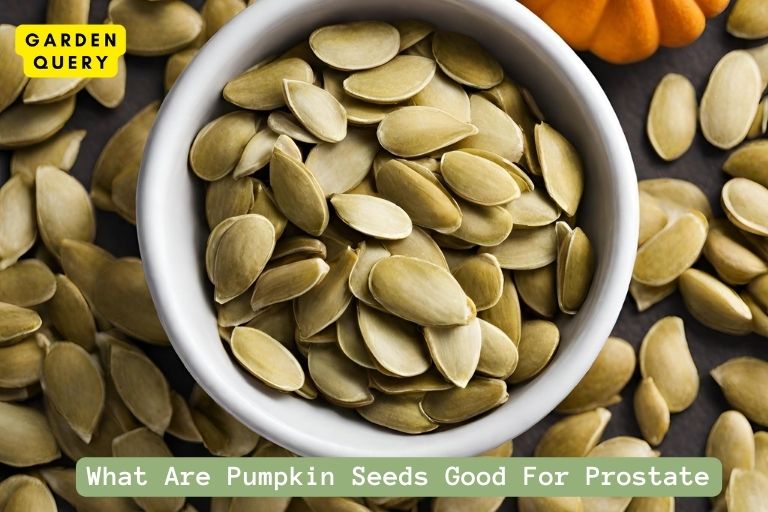 What Are Pumpkin Seeds Good For Prostate