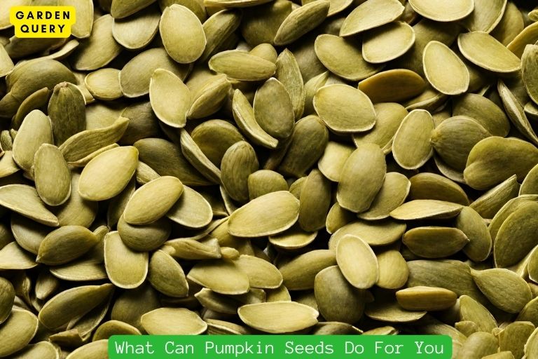What Can Pumpkin Seeds Do For You