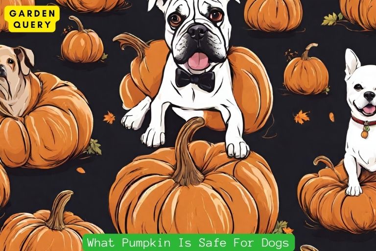 What Pumpkin Is Safe For Dogs
