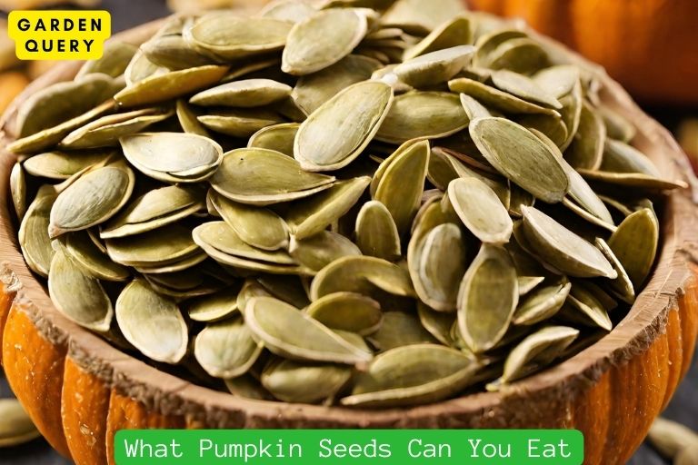 What Pumpkin Seeds Can You Eat