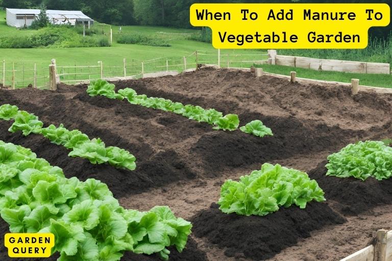 When To Add Manure To Vegetable Garden