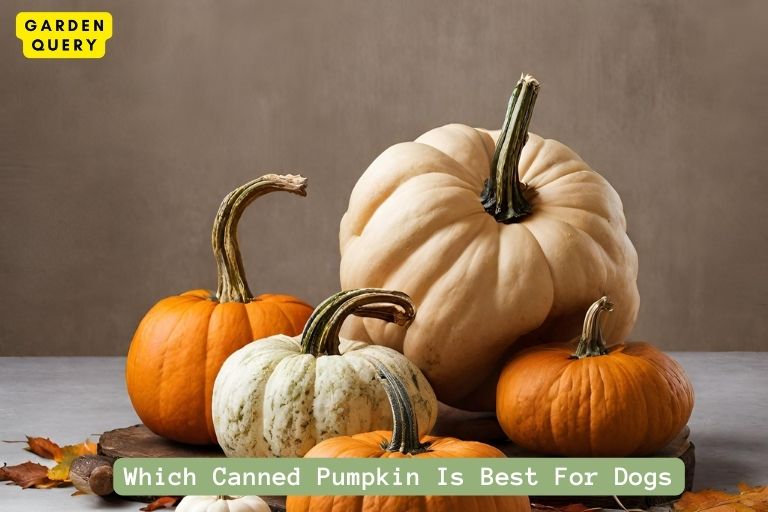 Which Canned Pumpkin Is Best For Dogs