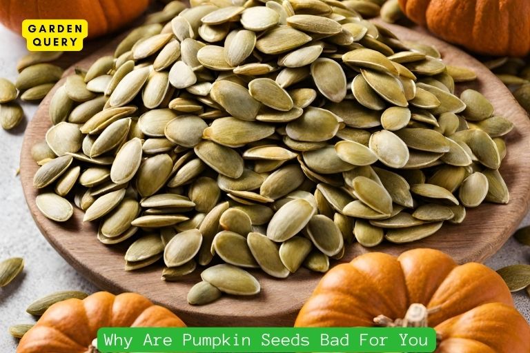 Why Are Pumpkin Seeds Bad For You