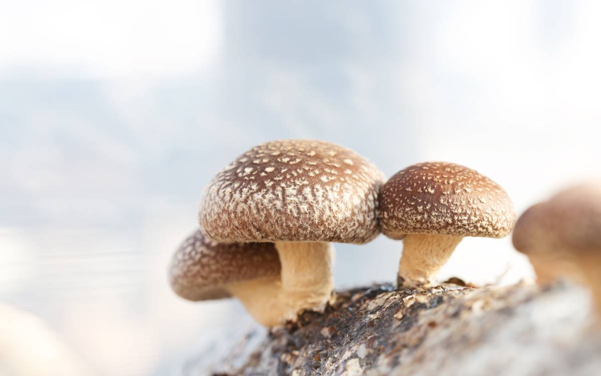 How To Grow Shiitake Mushrooms On Logs