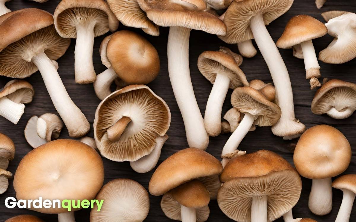Is Mushroom Bad For Gout